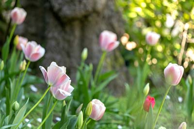 06_tulips2